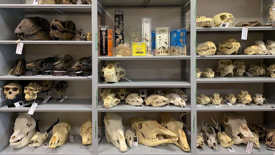A collection of animal skulls/fossils. 