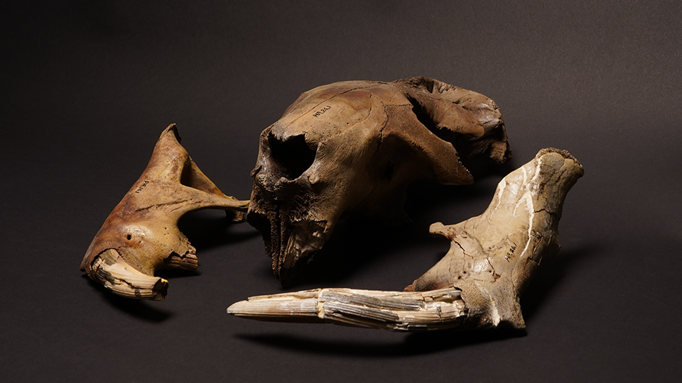 Castoroides Ohioensis (Giant Beaver) skull fragments