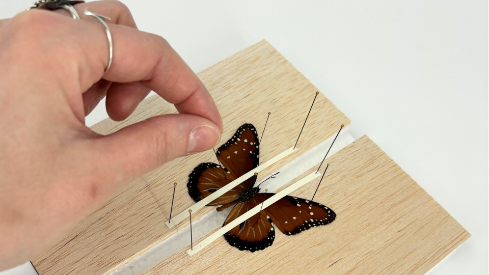 Image of someone pinning a sunset butterfly specimen
