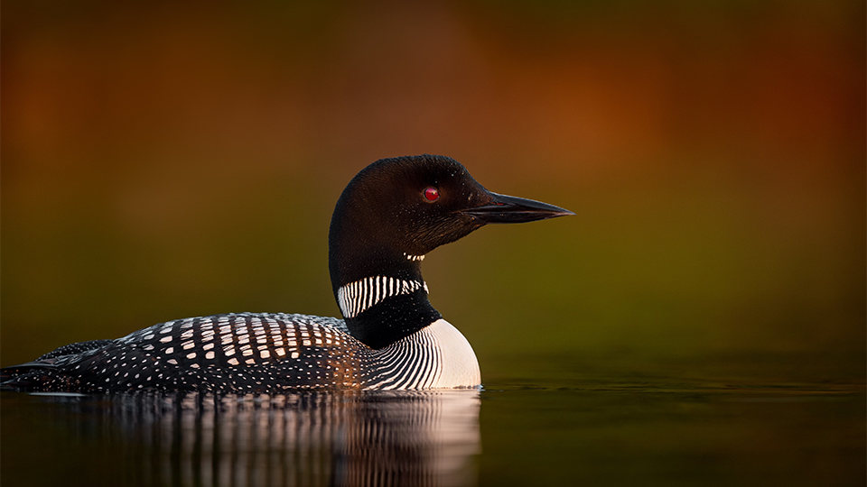 Common loon floating in water. 