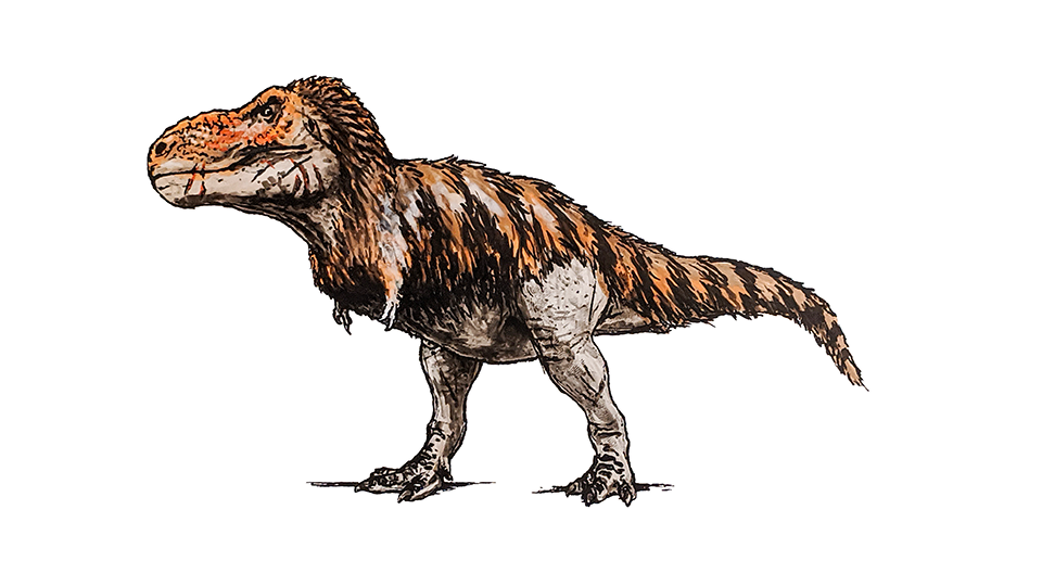 A drawing of a Tyrannosaurus Rex