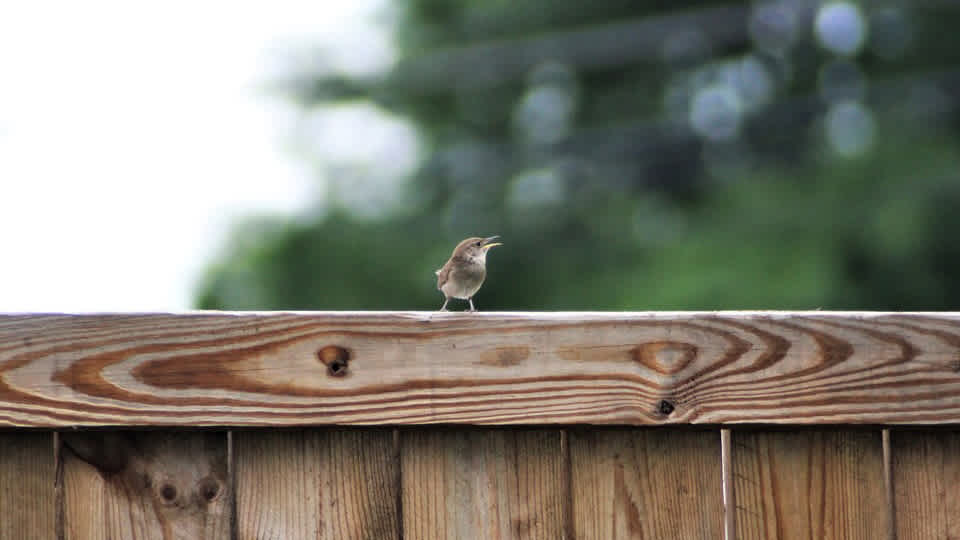 Small brown house wren standing with a green background