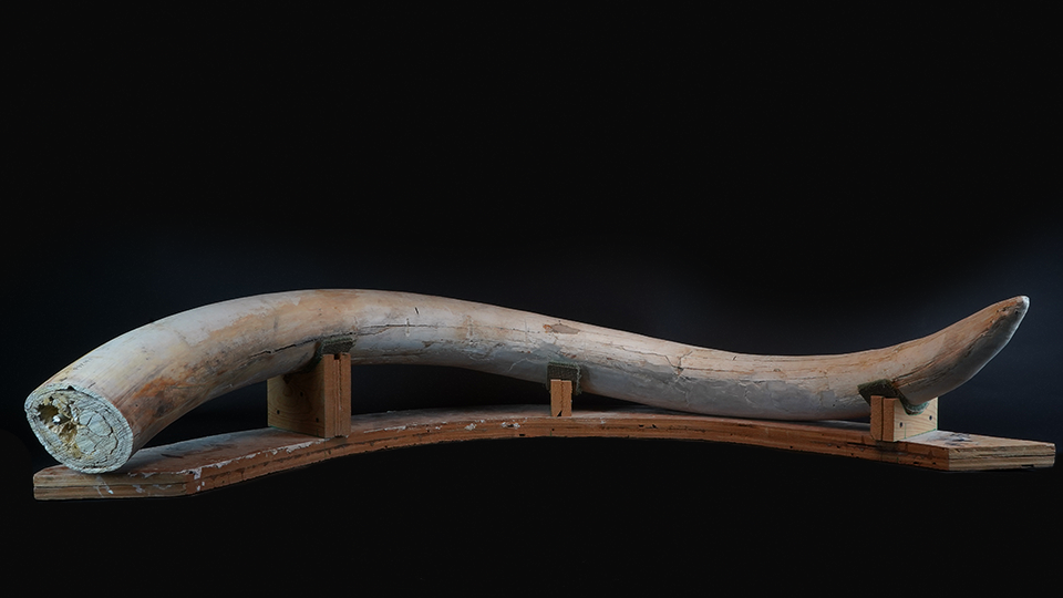 Mammuthus columbi (Columbian Mammoth) fossil