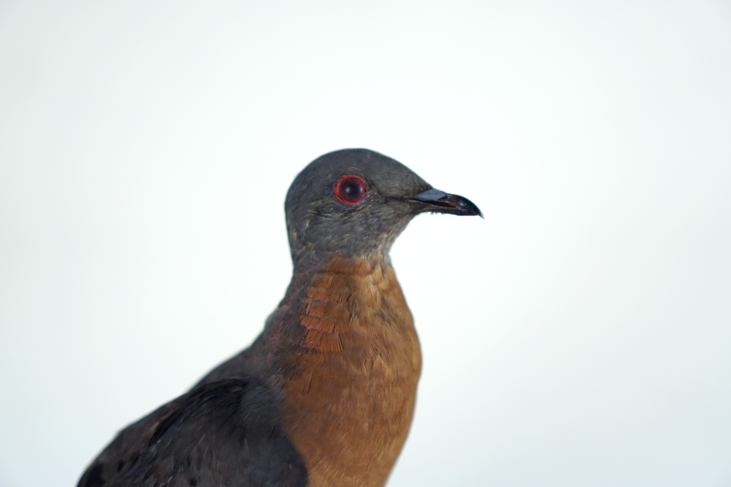 Close up of a taxidermy passenger pigeon.