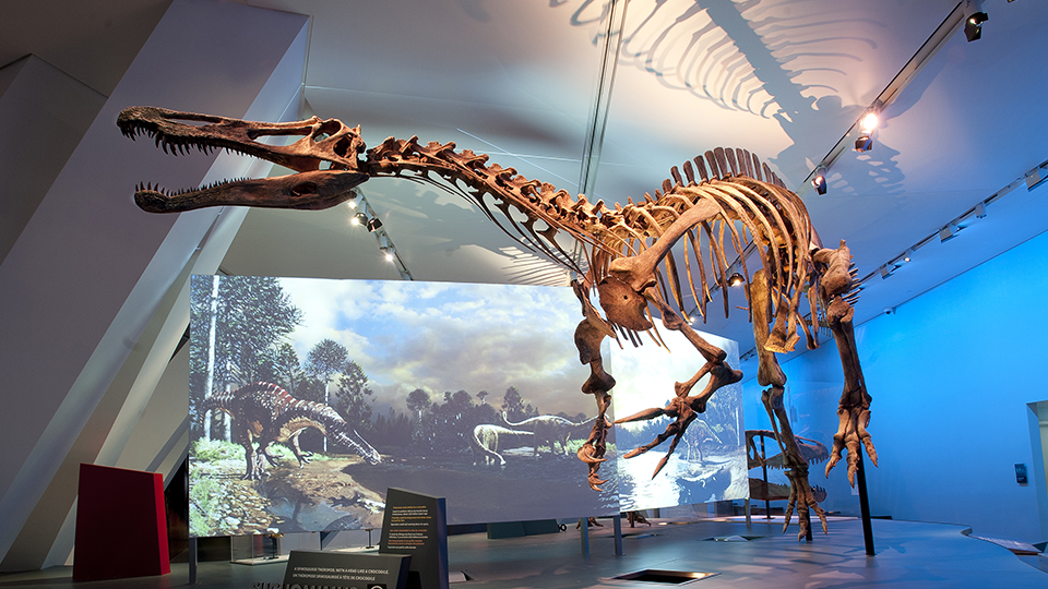 Exhibits and Experiences, What’s At the Science Museum of Minnesota