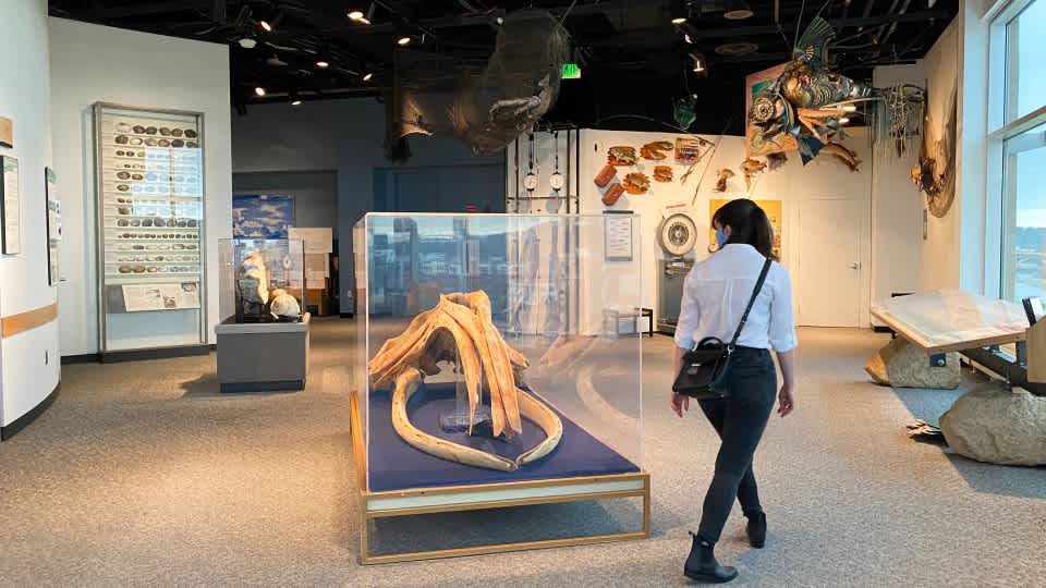 Image of person walking through Mississippi River Gallery looking at Bowhead whale.