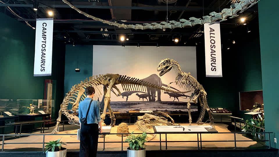 A wide shot of the dinosaur exhibit with dinosaur fossils in the background. A woman is standing in front reading a panel.