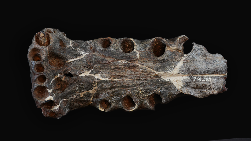 Terminonaris robusta fossil ((Large Long-Snouted Crocodile-Relative)