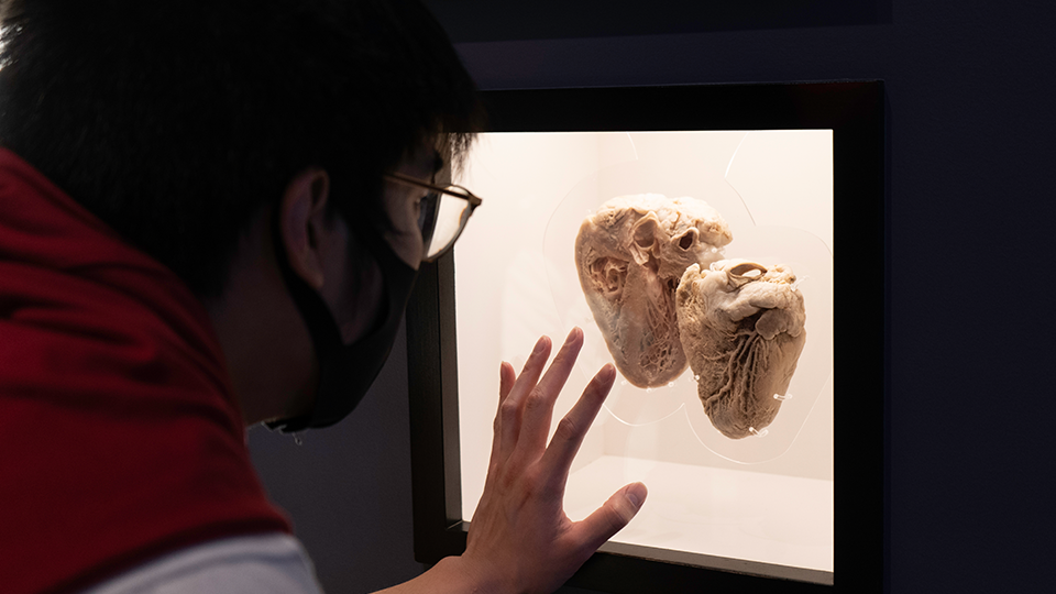 A photo from the Human Body Gallery. A visitor looks at a human heart. 