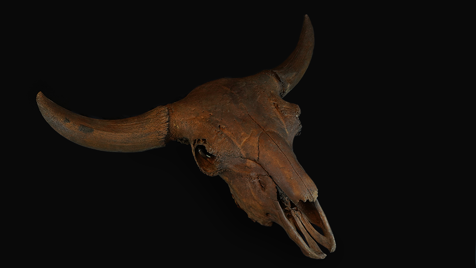 bison antiquus fossil