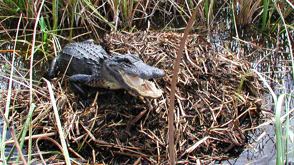 An alligator sits on top of its nest. 