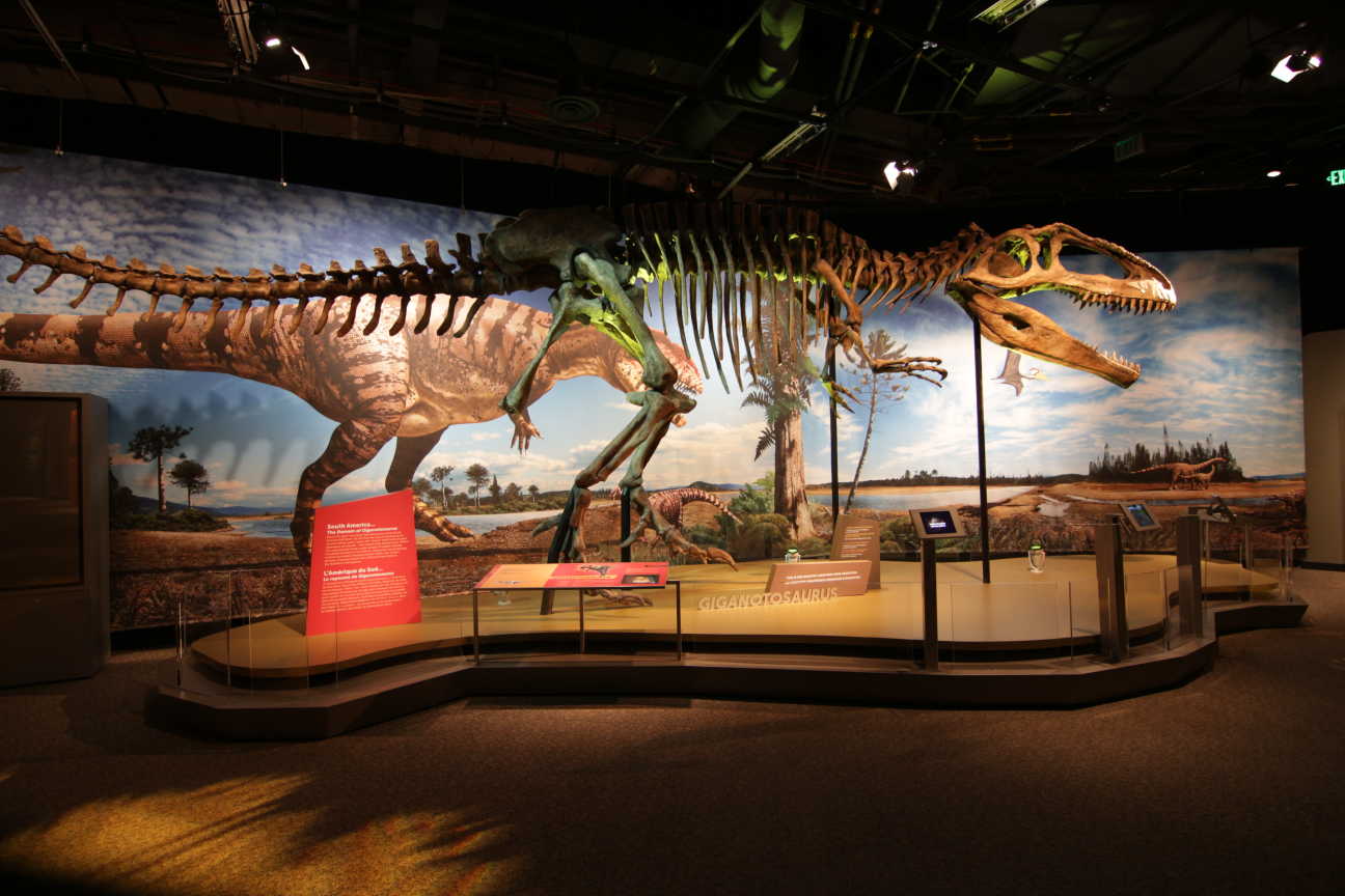 Image of Giganotosaurus Fossil in Ultimate Dinosaurs exhibit