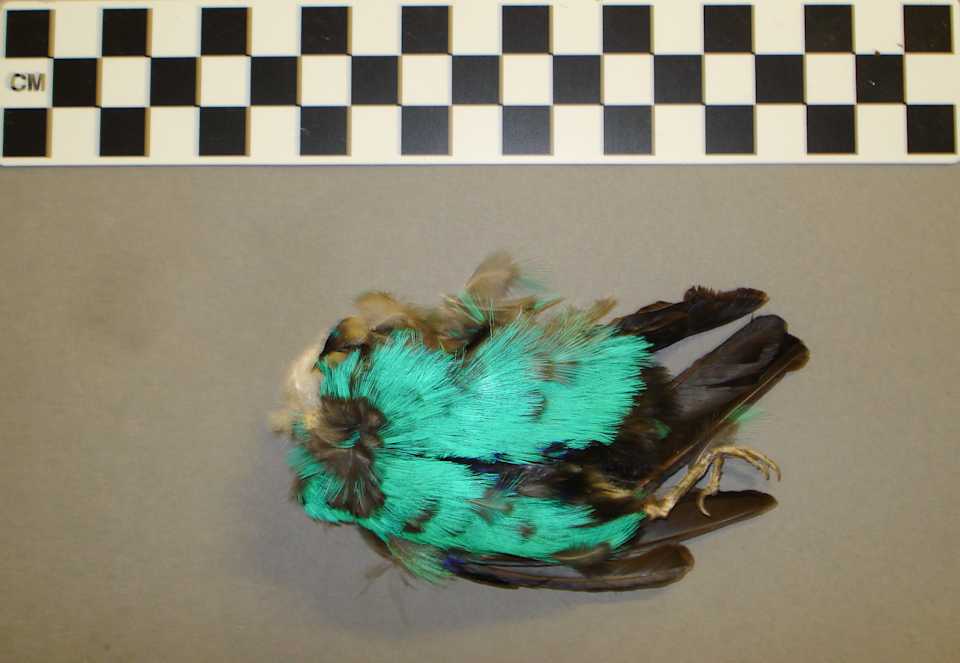 collections/objects/bird-a2007-4-90