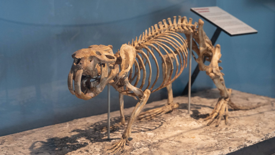 Image of a fossil of the Giant Beaver