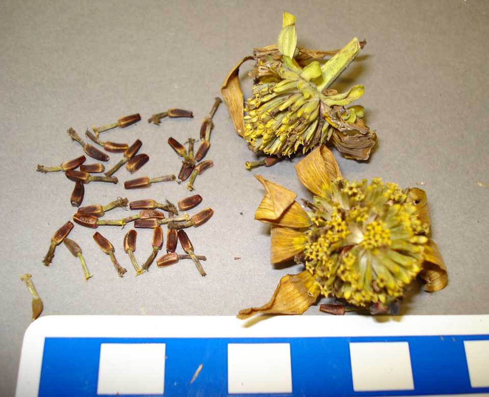 collections/objects/seed-a2007-6-17a