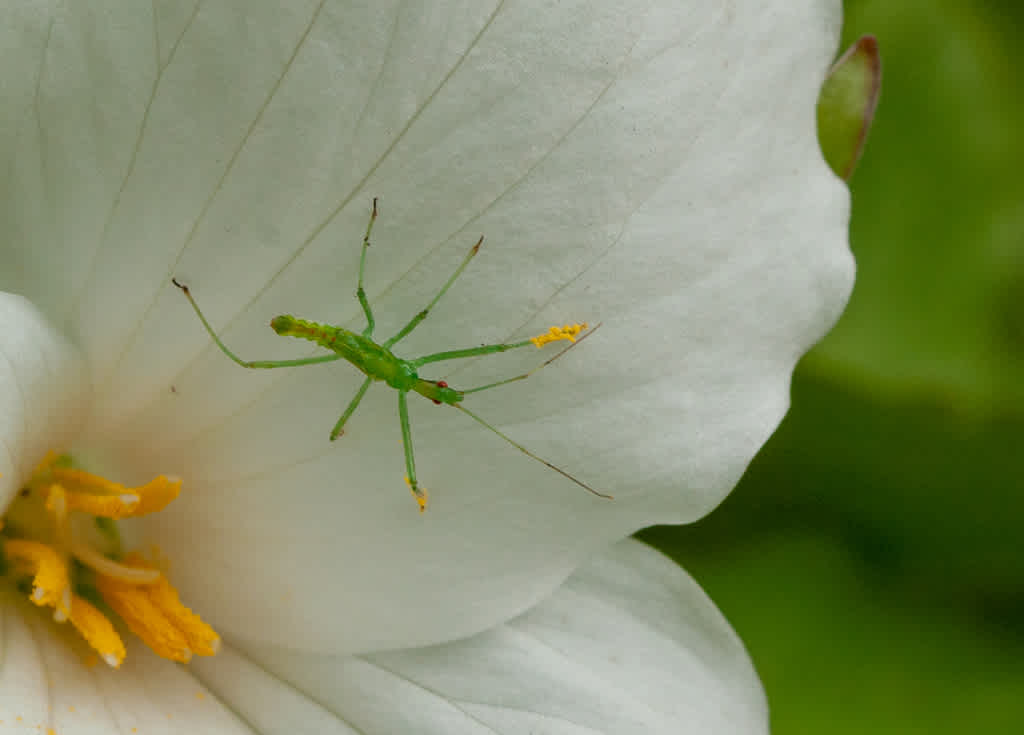 Green insect on a white flower petal