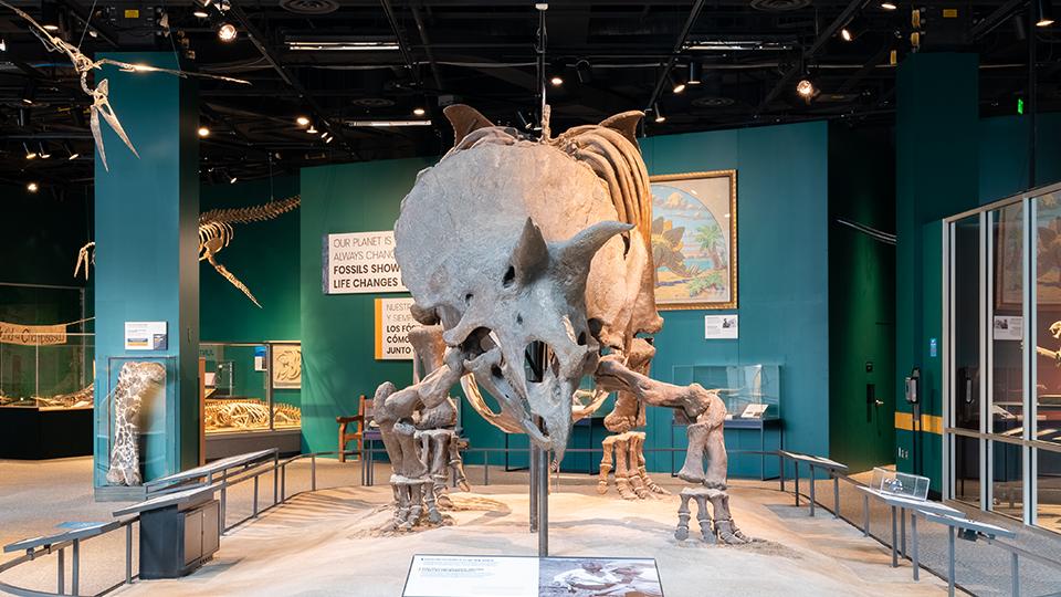 A  view of a triceratops fossil on display at the museum. 