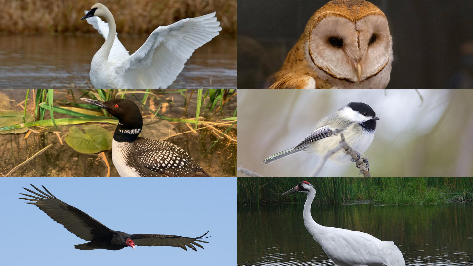 Several Minnesota birds, including the loon, chickadee, barn owl, and more.