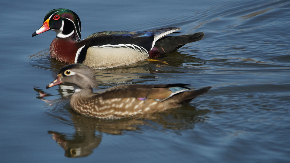 Two ducks swimming in a pond