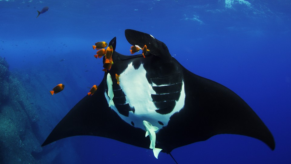 Image of Manta ray underwater with fish