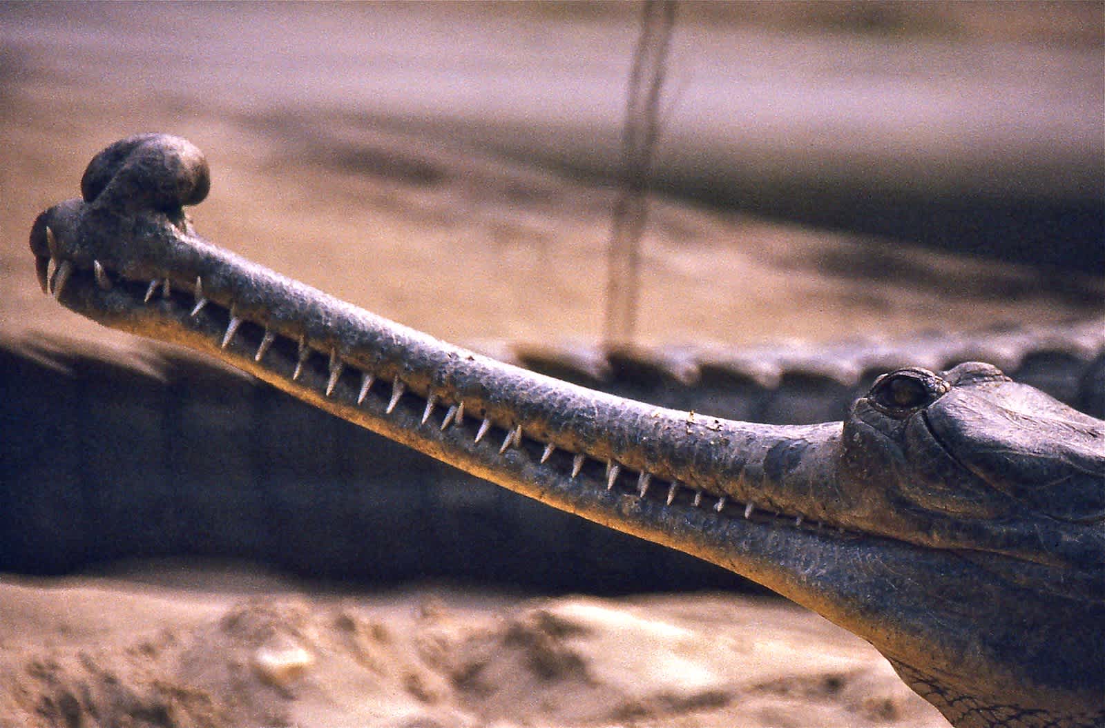Image of Gharial Alligator with long pointy snout