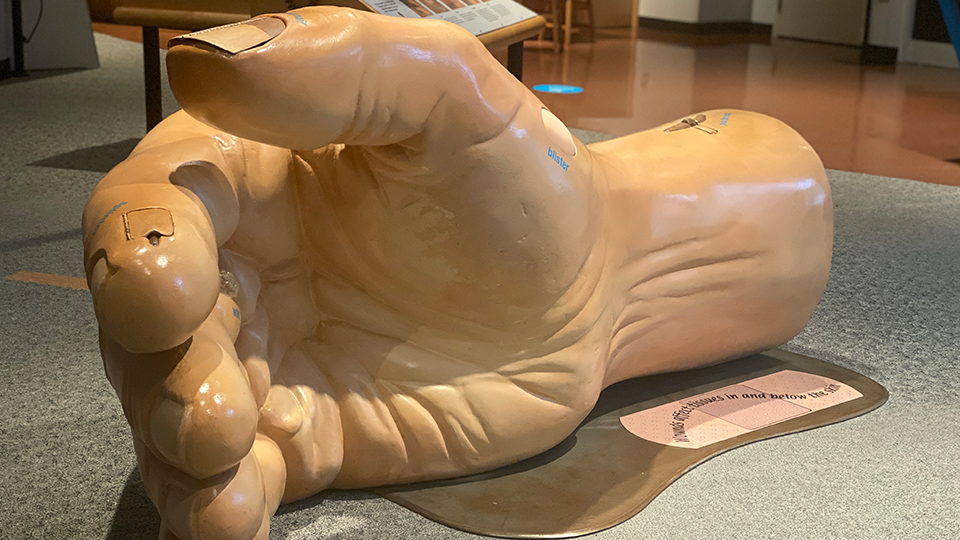 Photo of a hand exhibit in the Human Body Gallery. 