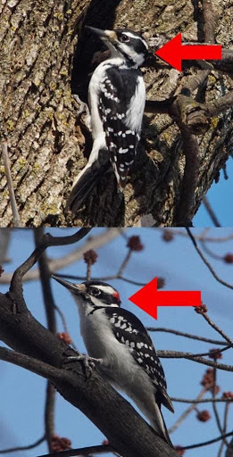 Side profile of two woodpeckers with red arrows pointing toward their heads. 