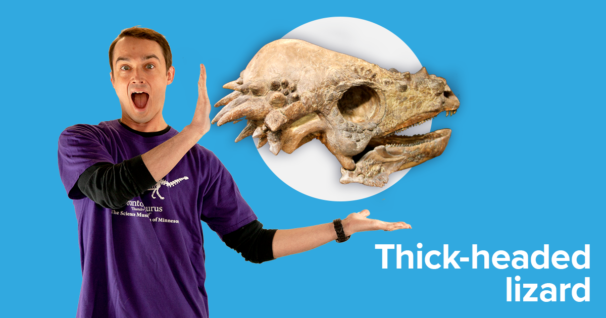 Dr. Alex Hastings and the fossil skull of a thick-headed lizard