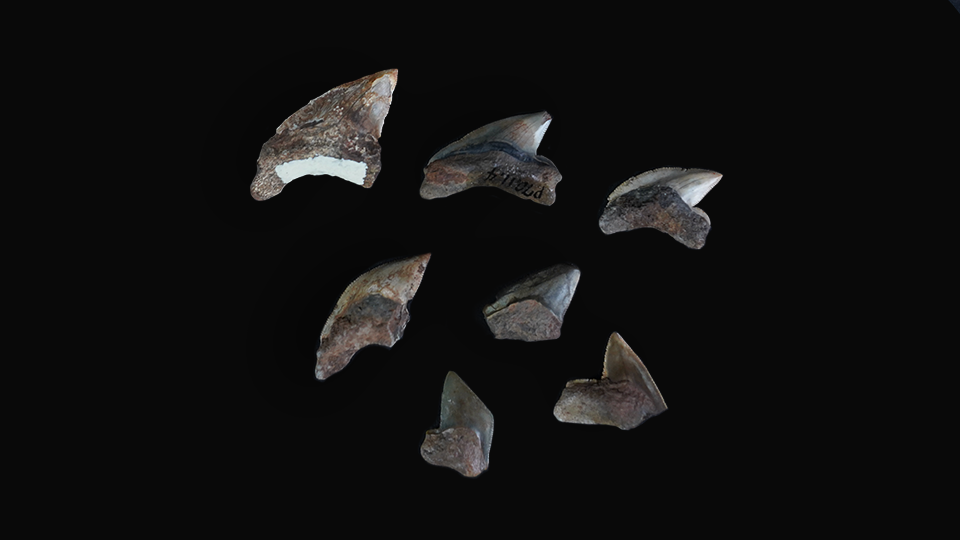 Squalicorax (Crow Shark) fossil