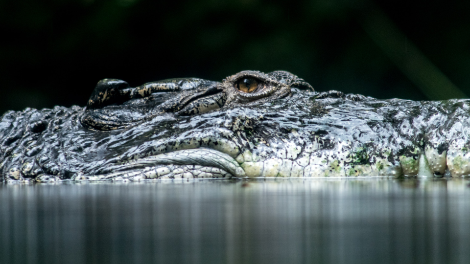 A crocodile submerged in water.