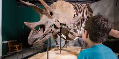 Child admiring the Triceratops fossil 