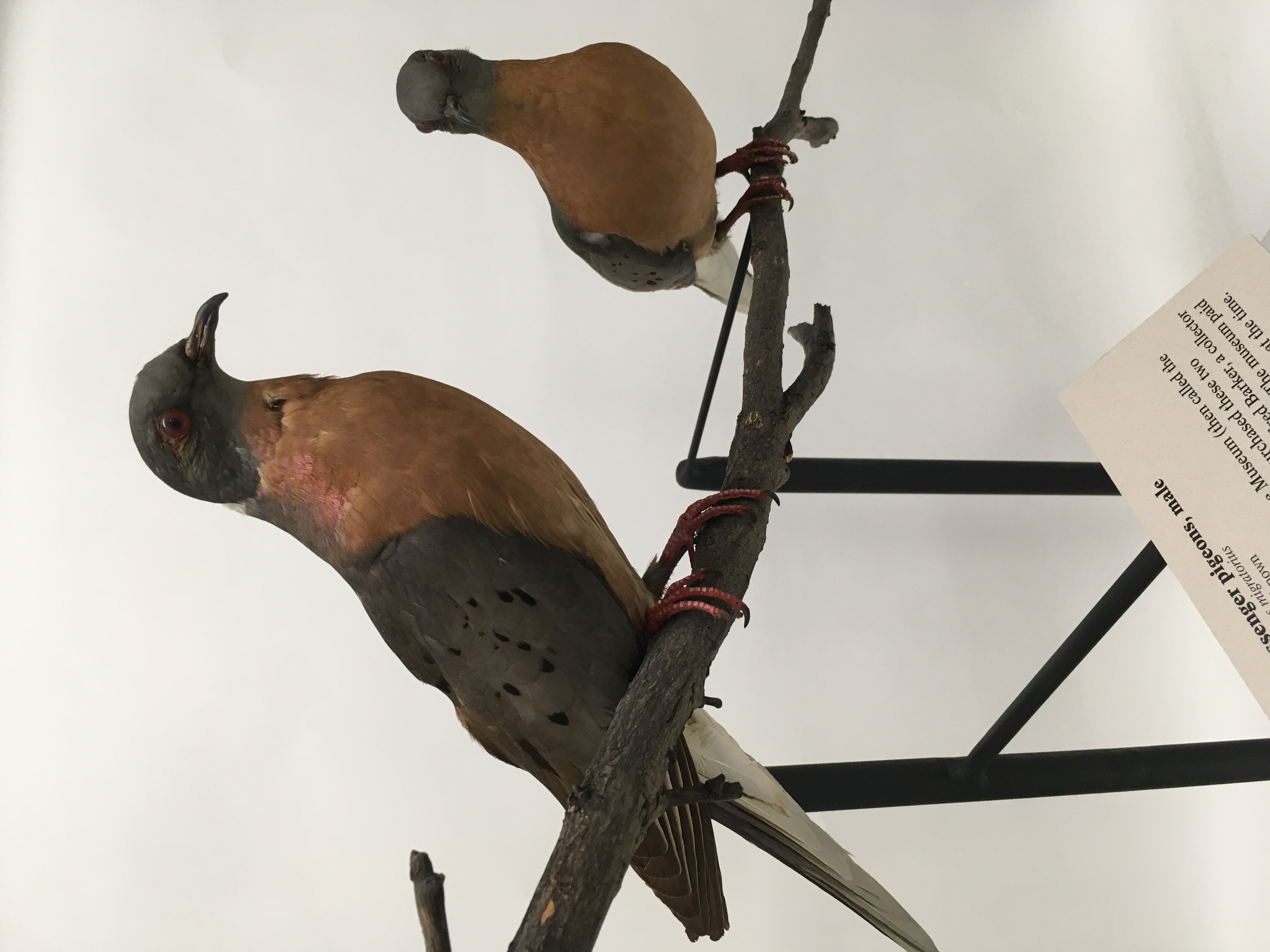 why-did-titanoboa-passenger-pigeon-go-extinct-science-museum-of