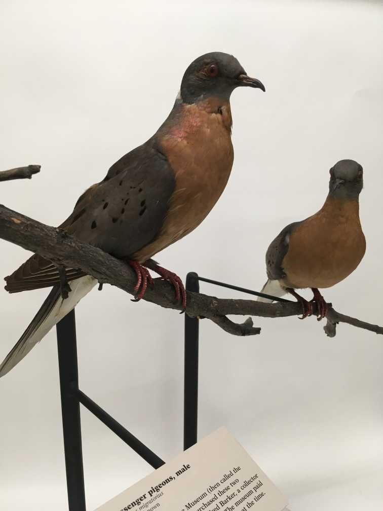Two Passenger Pidgeons from the Museum exhibits.
