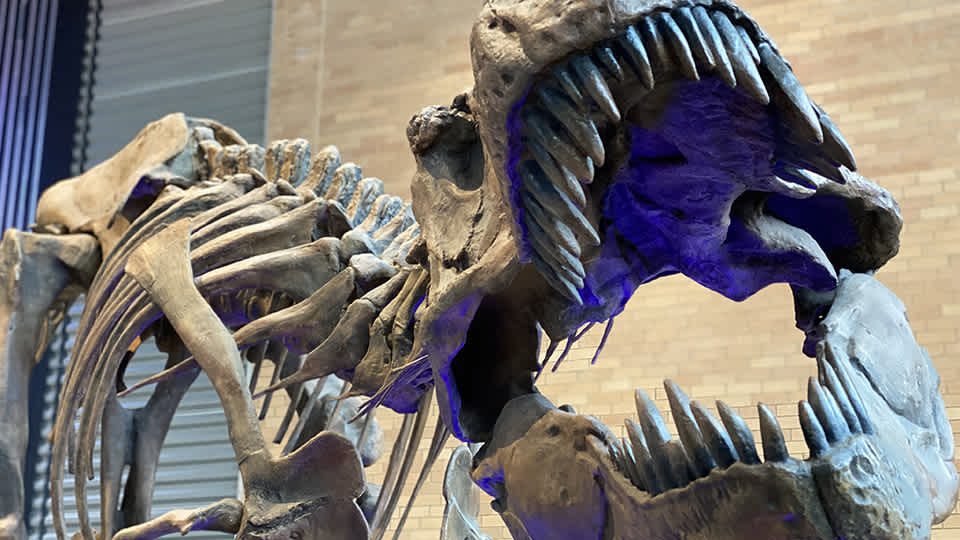 Close-up of T-rex teeth. 