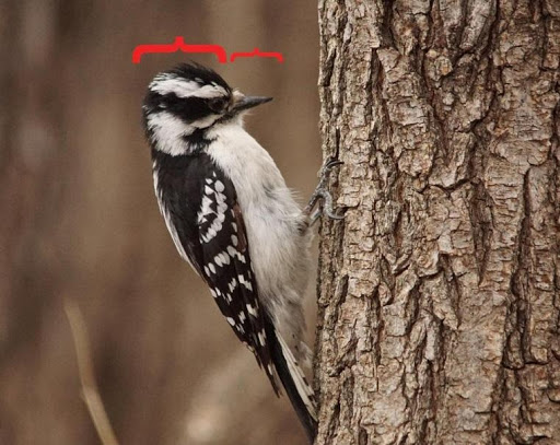 Woodpecker perched on tree bark with brackets detailing the size of its head and beak. 