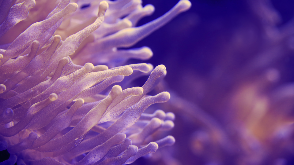 Sea anemone