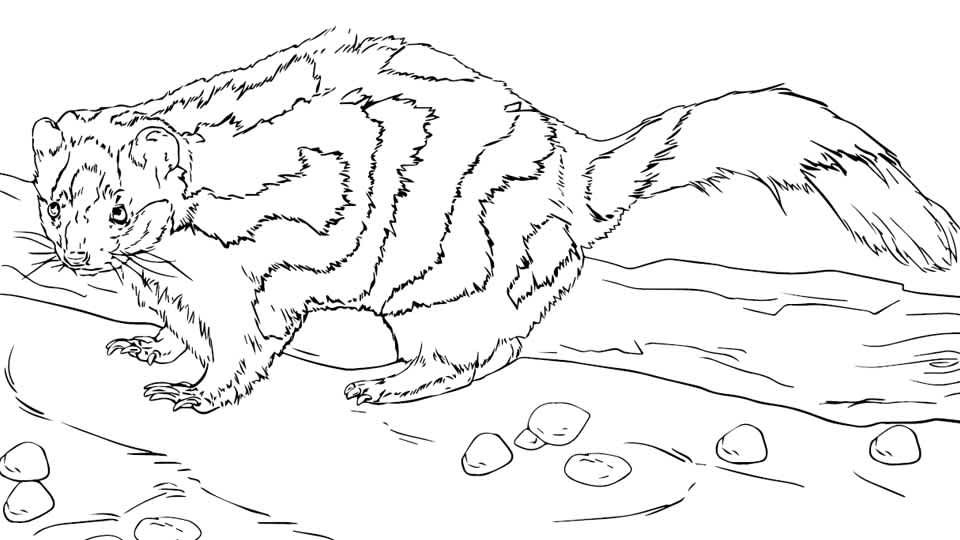 Outline of a spotted skunk