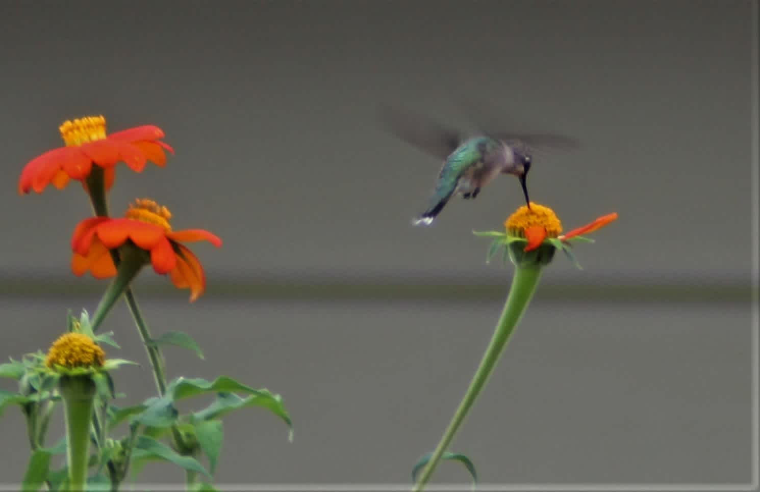 Ruby-throated hummingbird feeding on backyard flowers

credit: jldm/iNaturalist