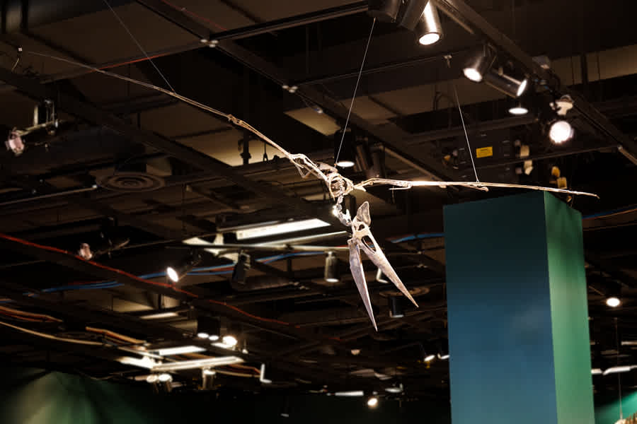 Pteranodon fossil flying at the Science Museum