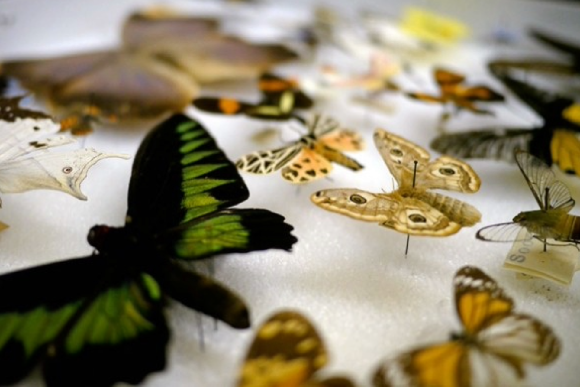 During Action for Earth at the Science Museum of Minnesota, visitors can learn how to preserve their own diverse specimens like insects, moths, and butterflies, from experts in the Center for Research and Collections.