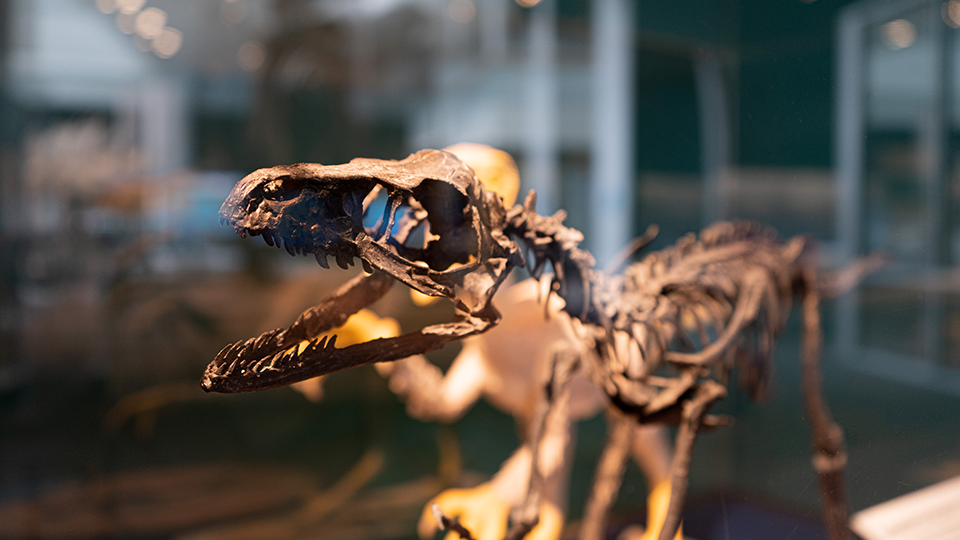 Skeleton of a bambiraptor dinosaur. 