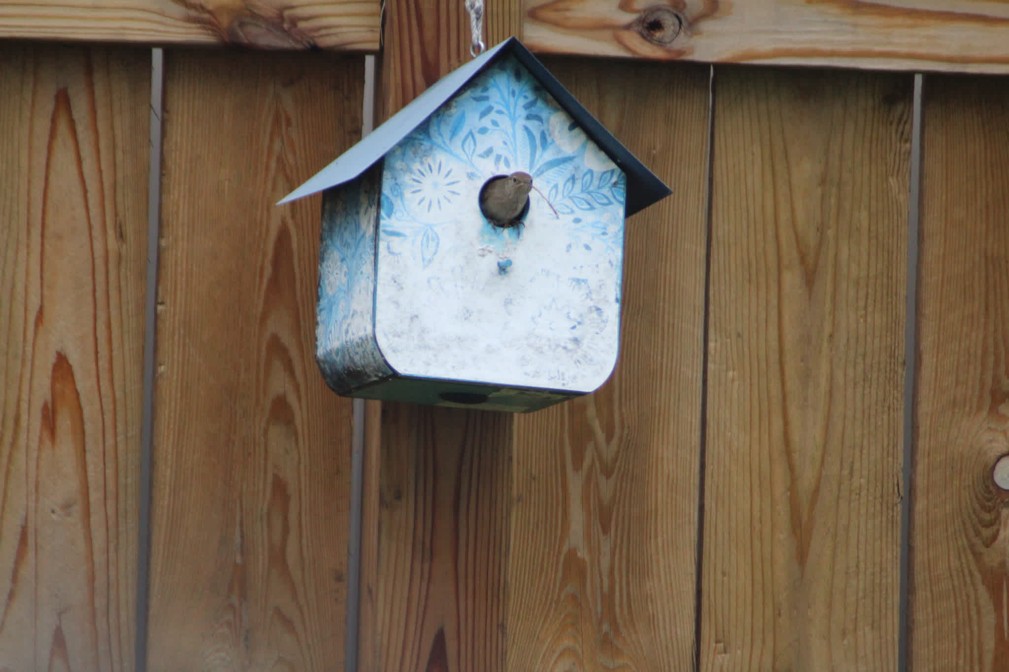 House wren in a backyard birdhouse, Minneapolis credit: jldm/iNaturalist/CC-BY-NC