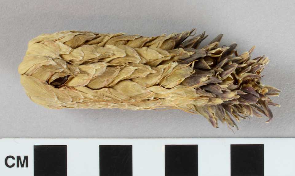 collections/objects/corn-cob-a2007-6-11d