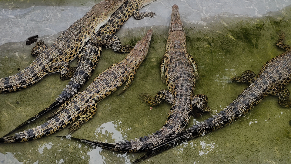 A bask of baby saltwater crocodiles in shallow water.