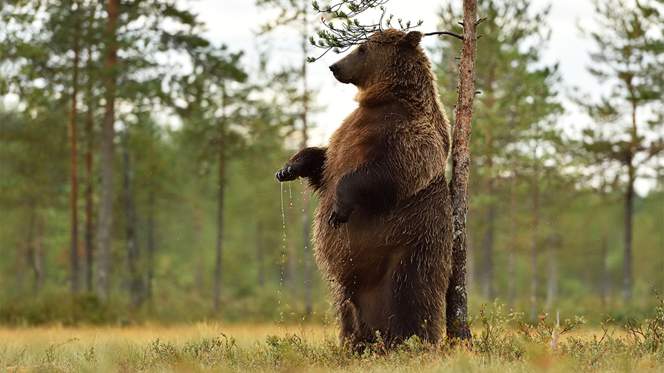 Bear scratching his back on a tree