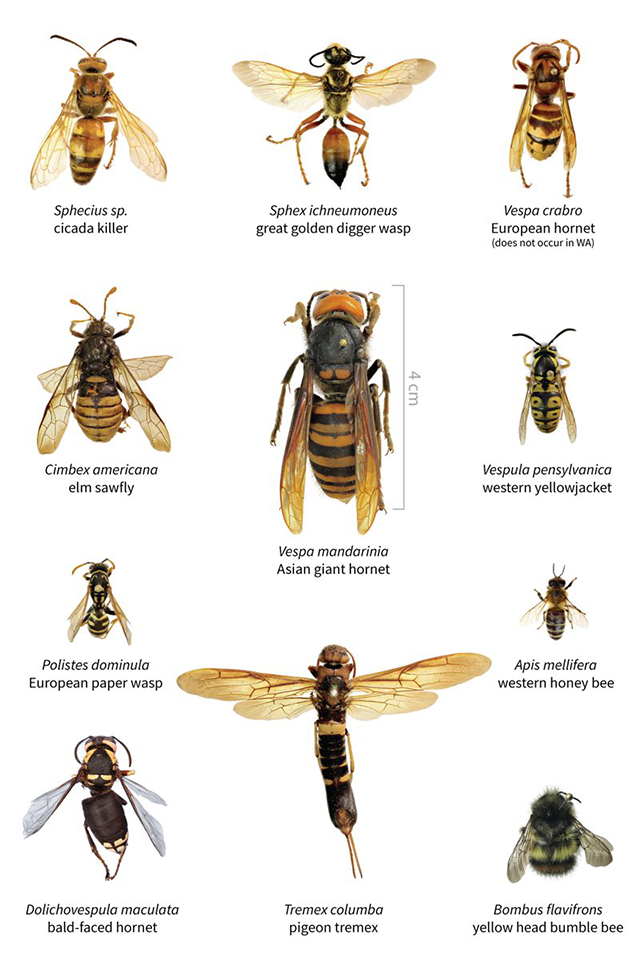 Diagram showing the different types of murder hornets