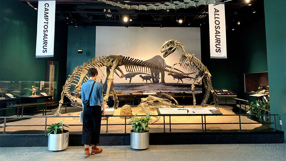 A visitor gazing at a display in the dinosaur gallery. 