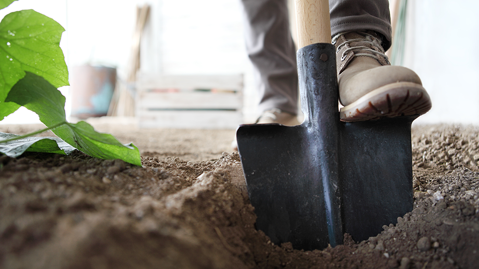 A closeup shot on a work boot pushing a shovel into soil. 