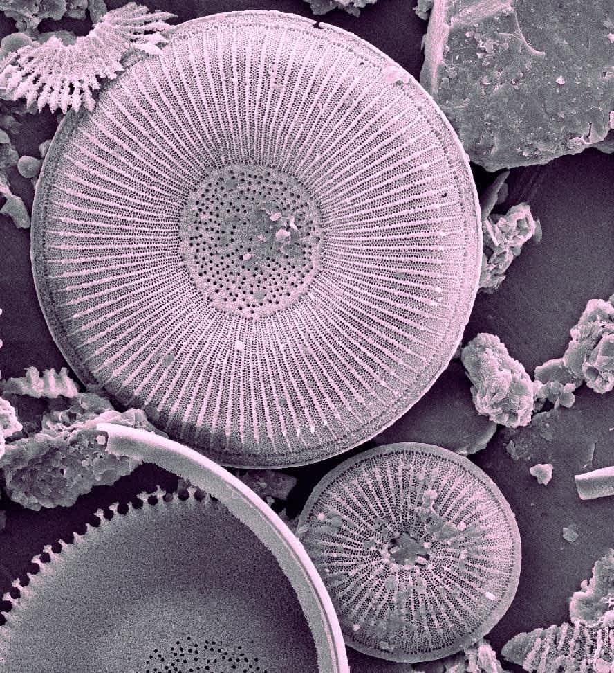 Microscopic image of Fascinorbis illustris