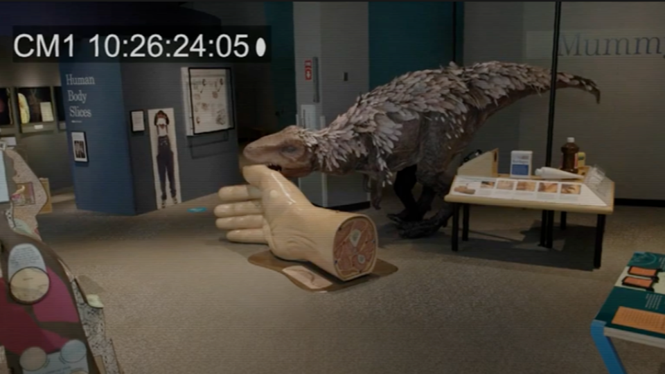 Teen T. rex puppet looking at Human Body exhibit in Science Museum of Minnesota